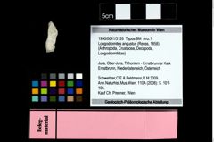 Foto (Objekt + Etikett) von Longodromites angustus (Reuss, 1858)  (NHMW-GEO-1990-0041-3126)